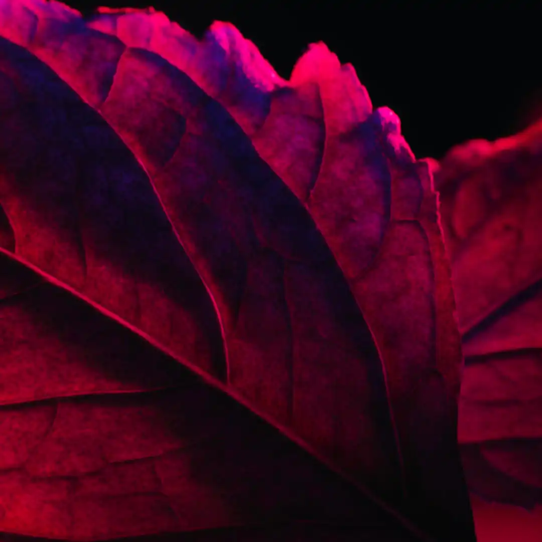 La Nuit Tresor Rouge Drama_3